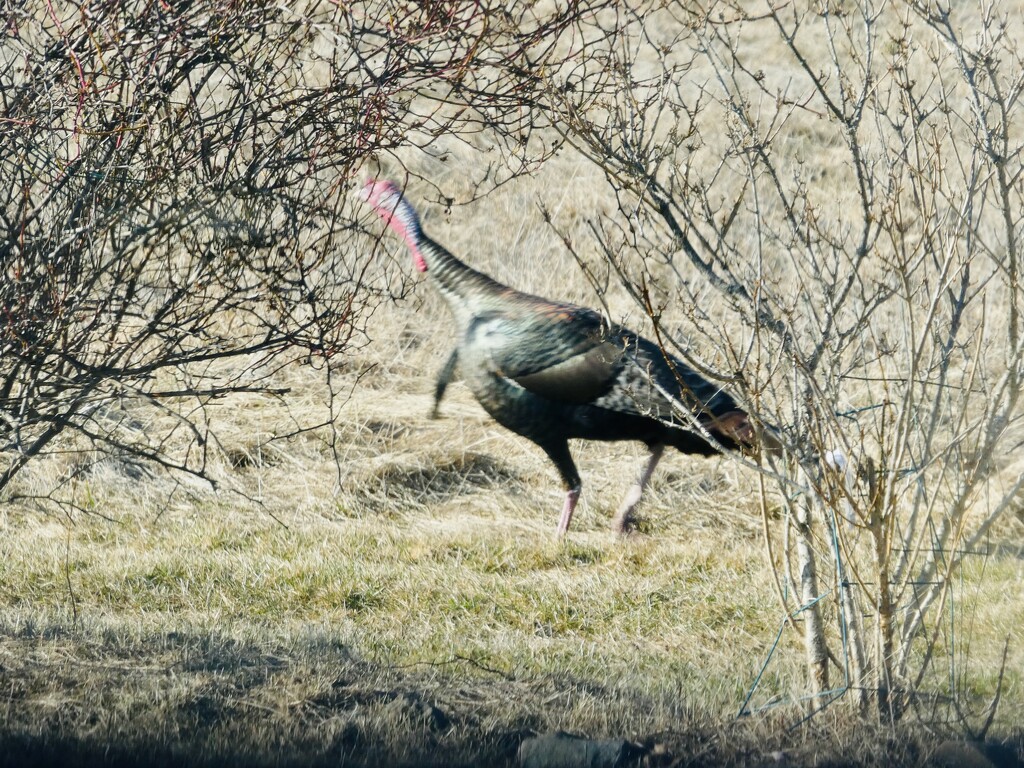 Wild Turkey by mtb24