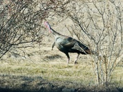 9th Feb 2024 - Wild Turkey