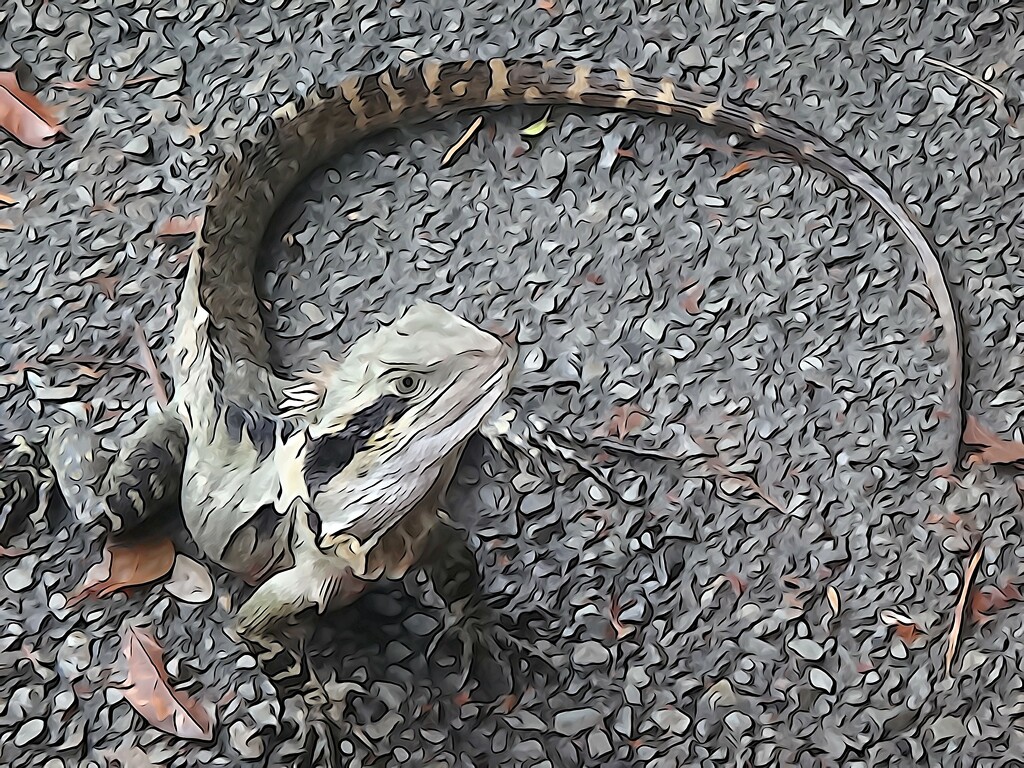 A cheeky Water Dragon - very urban wildlife... by robz