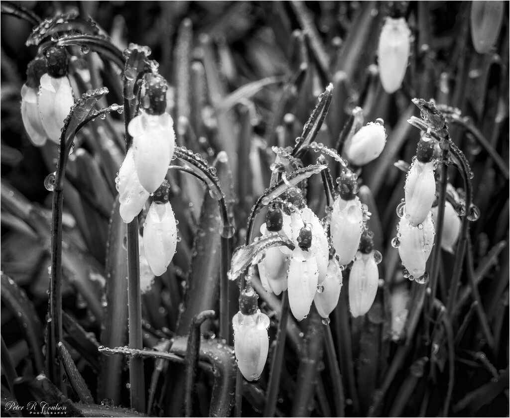 Wet Snowdrops by pcoulson