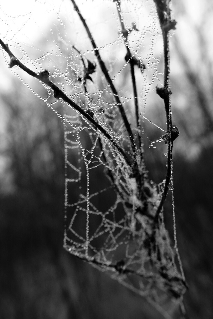 No Spiderwebs - Just Threads by milaniet