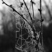 No Spiderwebs - Just Threads by milaniet