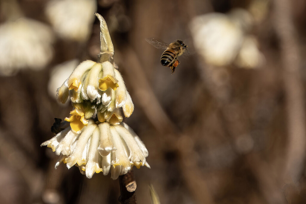Honey Bee by k9photo