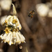 Honey Bee by k9photo