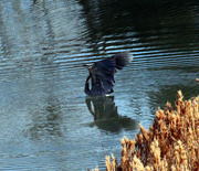 4th Feb 2024 - Feb 4 Heron Taking Flight From Water IMG_7201AA