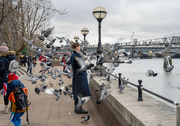 9th Feb 2024 - Pigeon chaos on the South Bank. 
