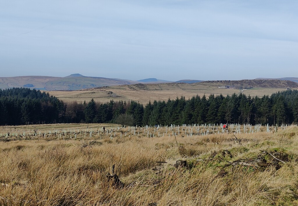 Tree planting by roachling