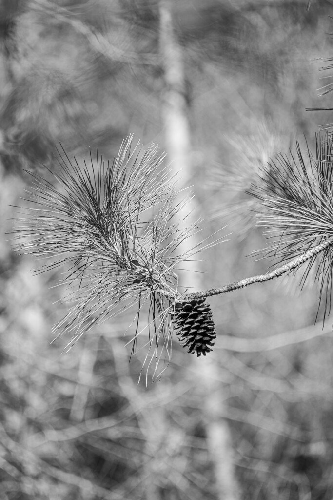 Pine Cone in B&W... by thewatersphotos
