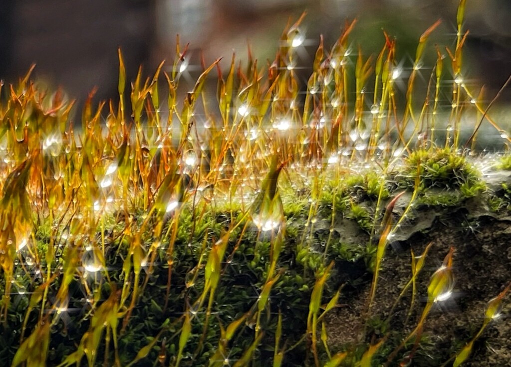 Mossy sparkles by pattyblue
