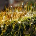 Mossy sparkles by pattyblue
