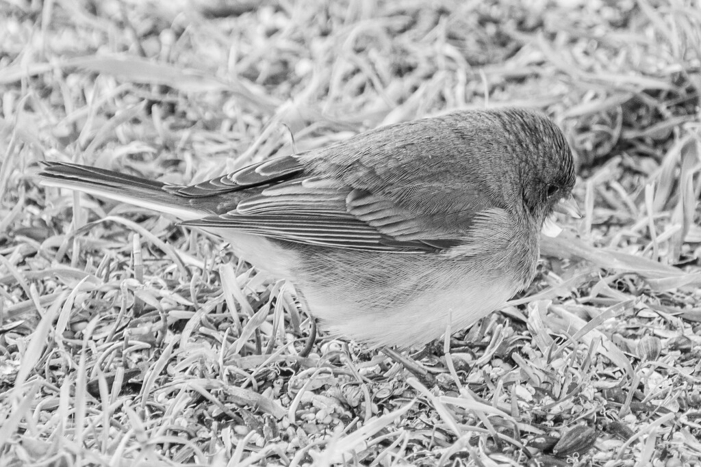 Junco... by thewatersphotos