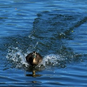 10th Feb 2024 - Duck On A Mission ~