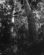 10th Feb 2024 - Spotted gum rainforest