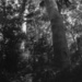 Spotted gum rainforest by peterdegraaff