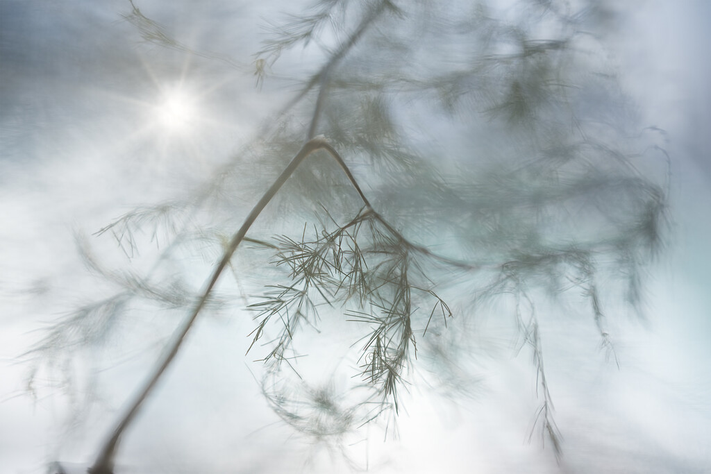 A misty morning by dkbarnett