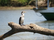 9th Feb 2024 - Cormorant on the Rio Frío, Costa Rica