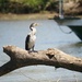 Cormorant on the Rio Frío, Costa Rica