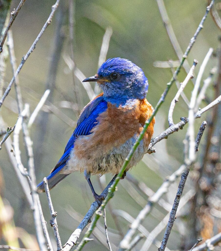 Western Bluebird by Dave Migliore by peekysweets