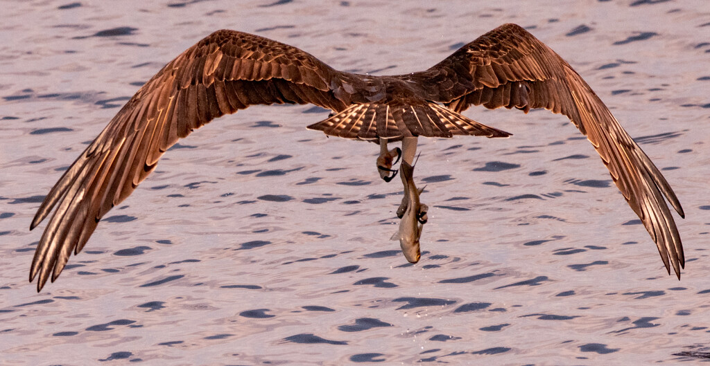 Osprey With It's Catch! by rickster549