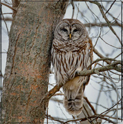 9th Feb 2024 - Barred Owl Calling