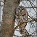 Barred Owl Calling by bluemoon