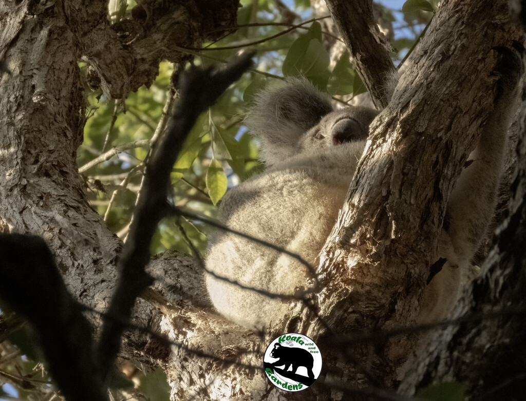 back to our regular program by koalagardens