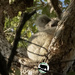 back to our regular program by koalagardens
