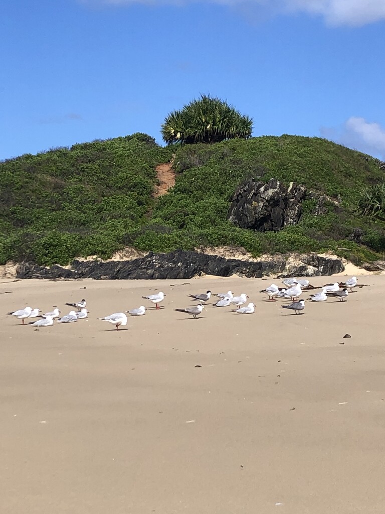 Sawtell Island  by walksnaplove