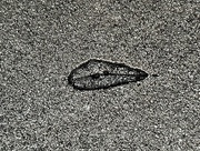 10th Feb 2024 - Live oak leaf impression on sidewalk