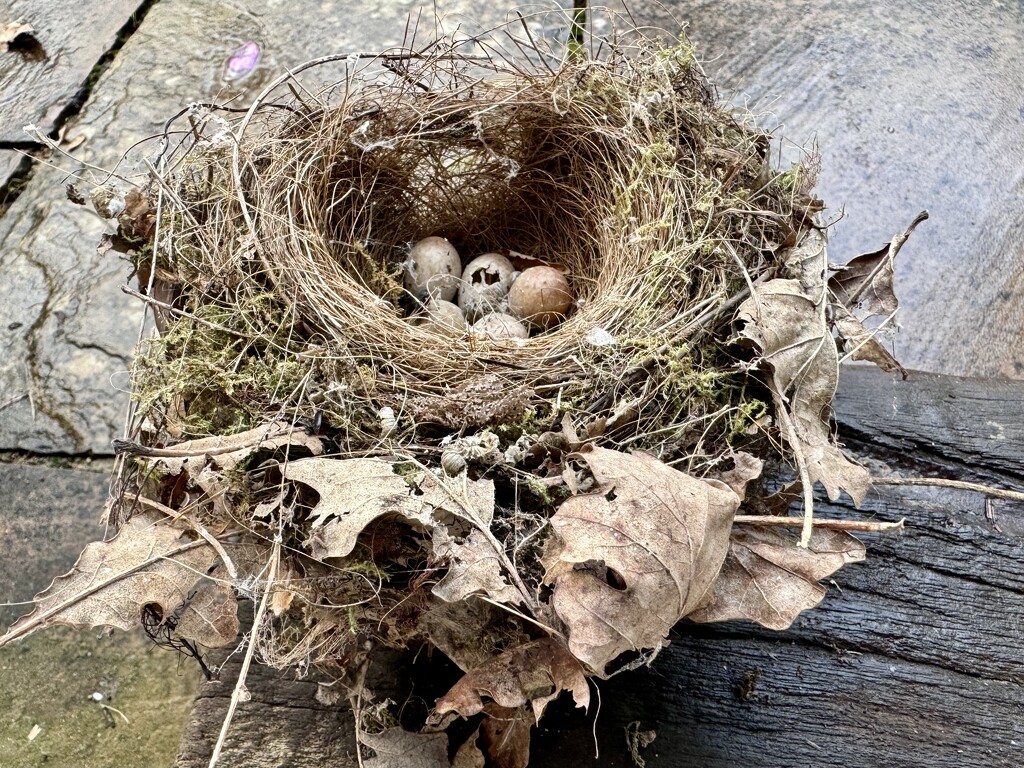 Abondoned Wrens nest by wakelys