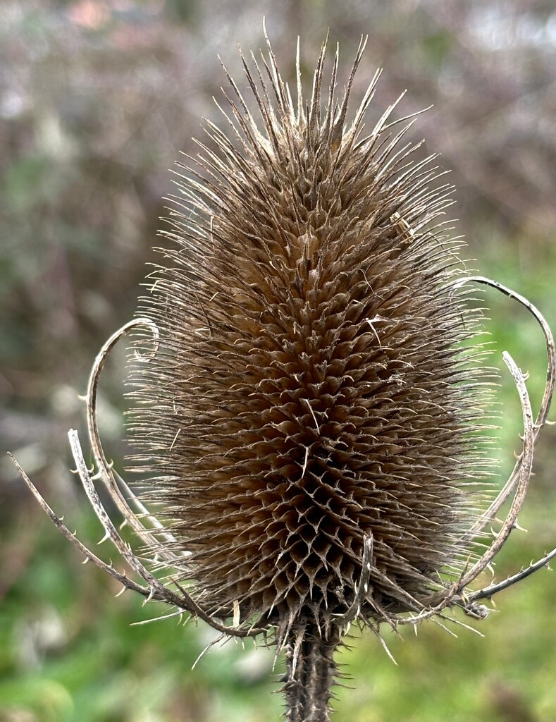 Teasel time  by lizgooster
