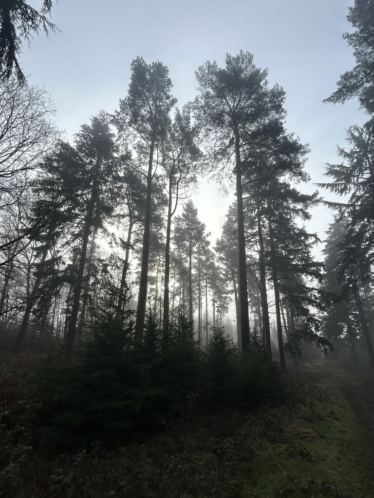 Beautiful misty morning.  by suehazell