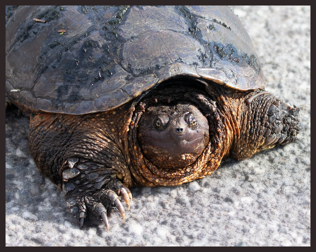 Snapping turtle by bobbic