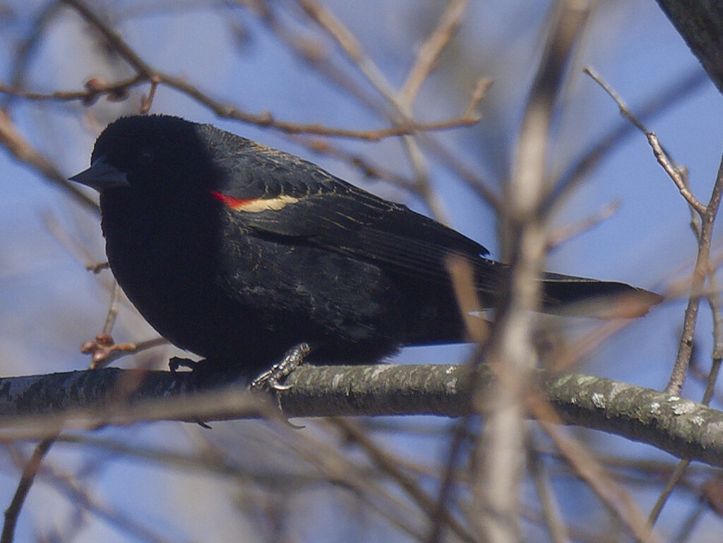 Red-winged blackbird in shadows by rminer