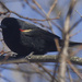 Red-winged blackbird in shadows