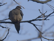 9th Feb 2024 - mourning dove