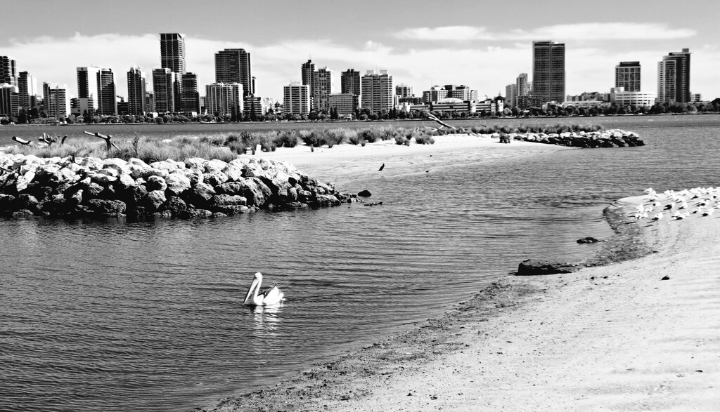 The swan River overlooking Perth City by judithdeacon