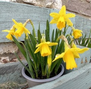 10th Feb 2024 - Mini daffodils