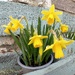 Mini daffodils by flowerfairyann