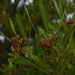 2 9 Oleander Buds by sandlily
