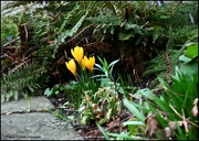 10th Feb 2024 - It's becoming a bit more spring like
