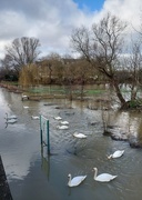10th Feb 2024 - 12 Swans a-swimming