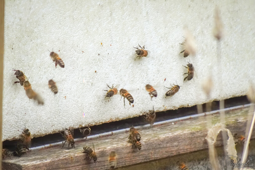 041 - Bees awake by rbrettschneider