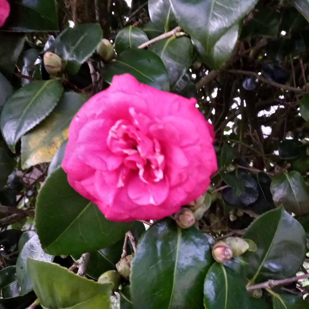 Flower  by paddington