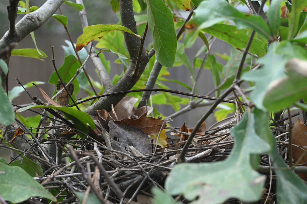 Empty Mockingbird nest from last year by peachfront