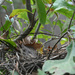 Empty Mockingbird nest from last year by peachfront