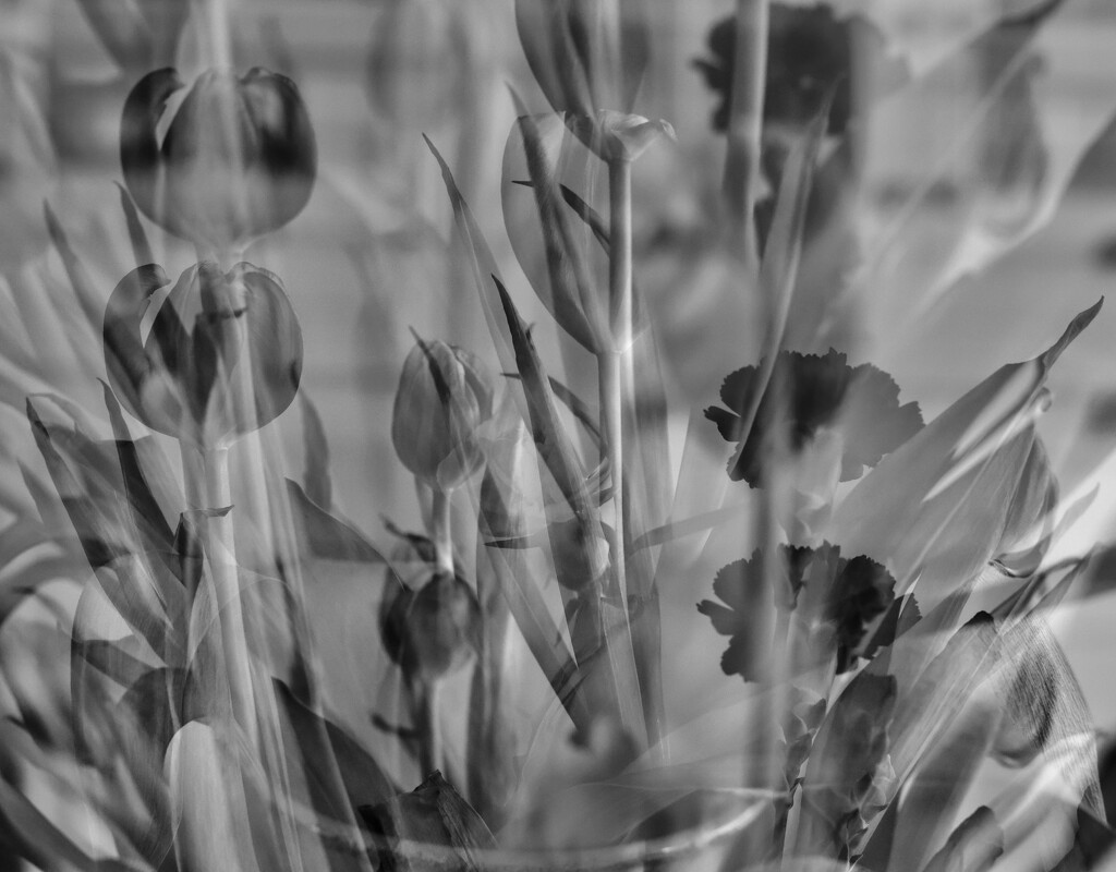 Mono Blooms by corinnec