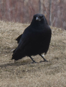 10th Feb 2024 - American crow