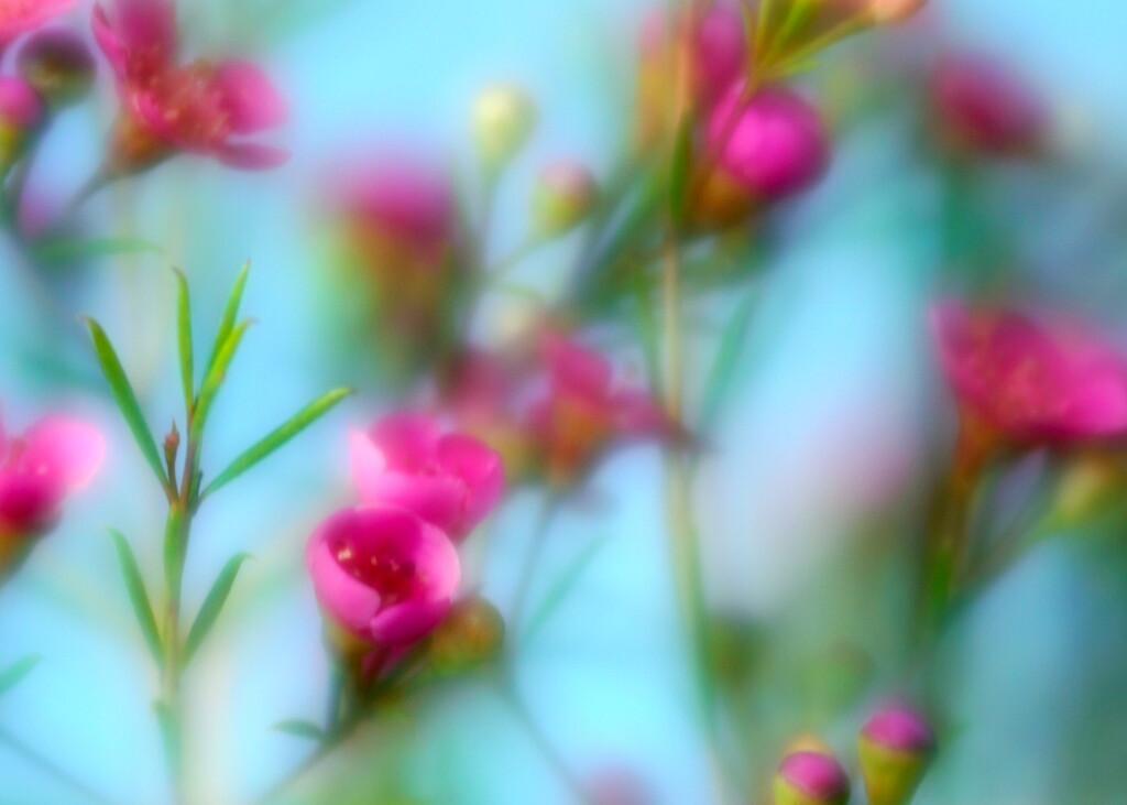 Blurred Blooms by sunnygirl
