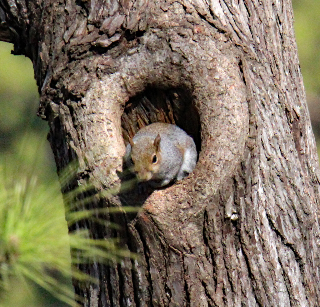 Feb 5 Squirrel In Hole IMG_7279 by georgegailmcdowellcom